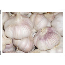 New Crop Chinese Fresh White Garlic (4.5-5.0-5.5-6.0cm)